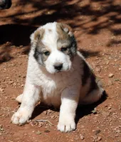 Janar, a male Central Asian Shepherd for sale in Ash Fork, AZ – Photo 2 of 7