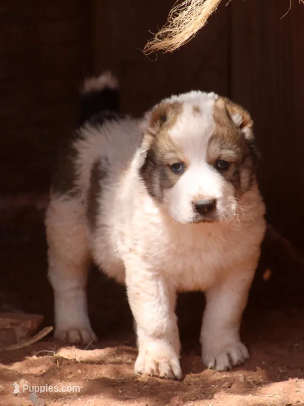 Janar – Central Asian Shepherd puppy for sale in Ash Fork, AZ
