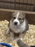 Ovadan, a male Central Asian Shepherd for sale in Ash Fork, AZ – 2 of 6