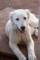 Basara, a female Central Asian Shepherd for sale in Ash Fork, AZ – 1 of 8