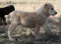 Jazmin, a female Central Asian Shepherd for sale in Ash Fork, AZ – 3 of 10