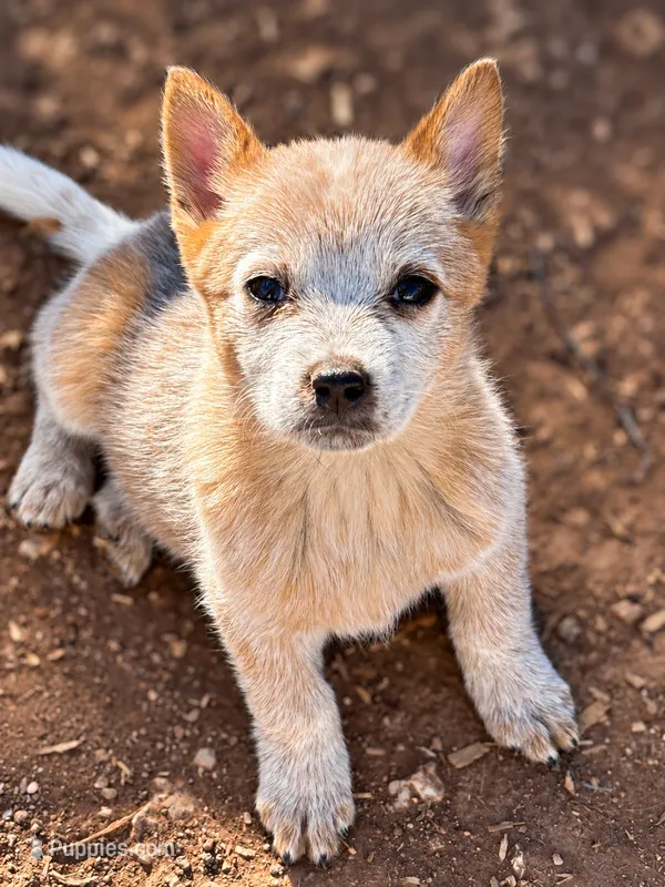 Nina AKC Red Female – Australian Cattle Dog puppy for sale in Ash Fork, AZ