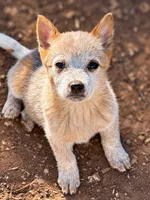Nina AKC Red Female, a female Australian Cattle Dog for sale in Ash Fork, AZ – 1 of 6