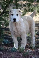 Jazmin, a female Central Asian Shepherd for sale in Ash Fork, AZ – 6 of 10