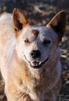 Athena (AKC), a female Australian Cattle Dog for sale in Ash Fork, AZ – Photo 3 of 9
