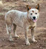 Athena (AKC), a female Australian Cattle Dog for sale in Ash Fork, AZ – Photo 2 of 9