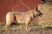 Athena (AKC), a female Australian Cattle Dog for sale in Ash Fork, AZ – Photo 5 of 9