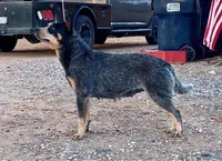 Athena (AKC), a female Australian Cattle Dog for sale in Ash Fork, AZ – Photo 7 of 9