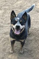 Athena (AKC), a female Australian Cattle Dog for sale in Ash Fork, AZ – Photo 6 of 9