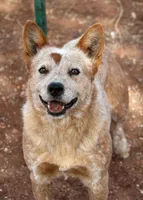 Athena (AKC), a female Australian Cattle Dog for sale in Ash Fork, AZ – Photo 4 of 9