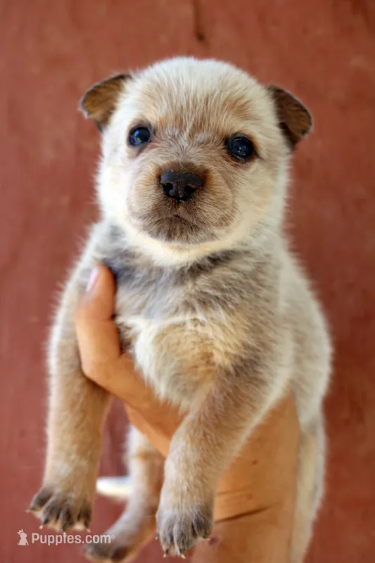Noelle AKC Red Female – Australian Cattle Dog puppy for sale in Ash Fork, AZ