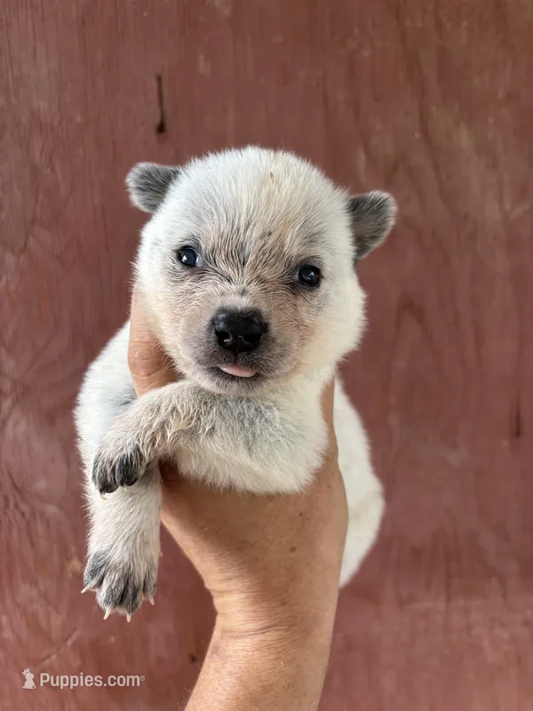 Neal AKC Blue Male – Australian Cattle Dog puppy for sale in Ash Fork, AZ