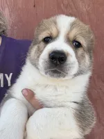 Ovadan, a male Central Asian Shepherd for sale in Ash Fork, AZ – 1 of 6