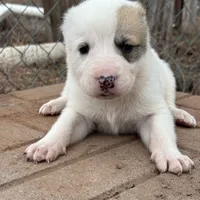 Anasha - TEXT TO INQUIRE, a female Central Asian Shepherd for sale in Ash Fork, AZ – Photo 7 of 7