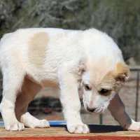 Anasha - TEXT TO INQUIRE, a female Central Asian Shepherd for sale in Ash Fork, AZ – Photo 2 of 7