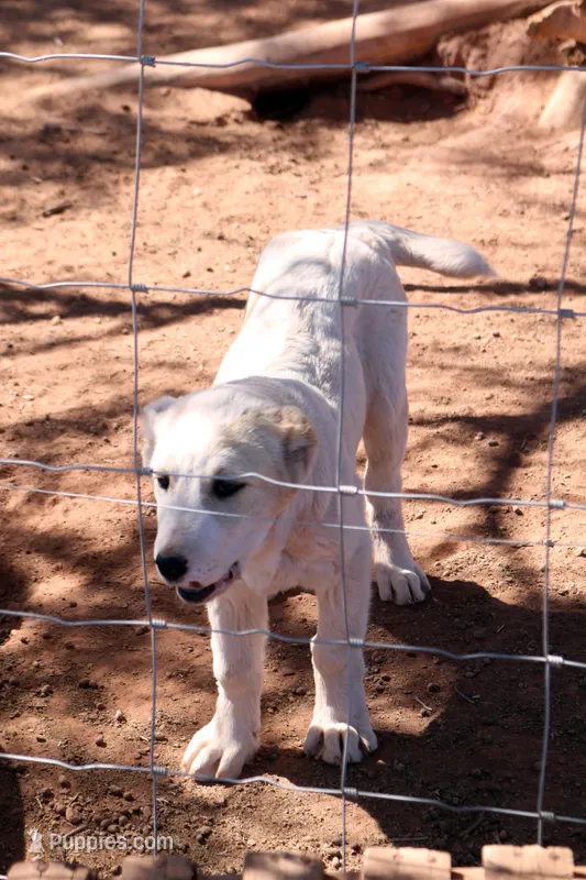 Anasha - TEXT TO INQUIRE – Central Asian Shepherd puppy for sale in Ash Fork, AZ
