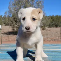 Anasha - TEXT TO INQUIRE, a female Central Asian Shepherd for sale in Ash Fork, AZ – Photo 4 of 7
