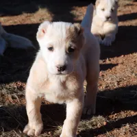 Anasha - TEXT TO INQUIRE, a female Central Asian Shepherd for sale in Ash Fork, AZ – Photo 3 of 7