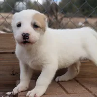 Anasha - TEXT TO INQUIRE, a female Central Asian Shepherd for sale in Ash Fork, AZ – Photo 6 of 7