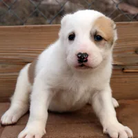 Anasha - TEXT TO INQUIRE, a female Central Asian Shepherd for sale in Ash Fork, AZ – Photo 5 of 7