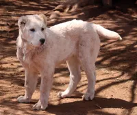 Anasha - TEXT TO INQUIRE, a female Central Asian Shepherd for sale in Ash Fork, AZ – Photo 2 of 7