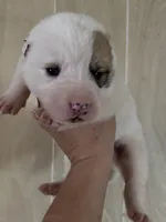 processed/0cead5de-3ba2-4245-b4ab-84300f790866/listing/70928d21-d5e6-47c8-a100-82745dea6b70/895d55f6-ea99-41f8-bcf5-a4e1922337f6