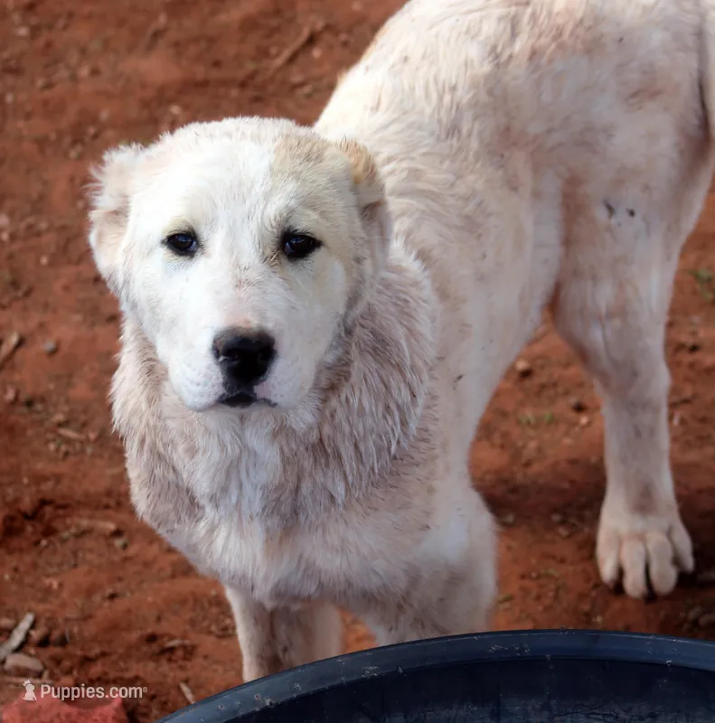 Anasha - TEXT TO INQUIRE – Central Asian Shepherd puppy for sale in Ash Fork, AZ
