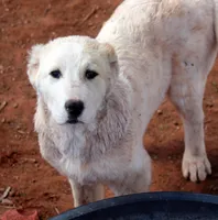 Anasha - TEXT TO INQUIRE, a female Central Asian Shepherd for sale in Ash Fork, AZ – Photo 1 of 7