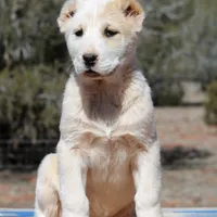 Anasha - TEXT TO INQUIRE, a female Central Asian Shepherd for sale in Ash Fork, AZ – Photo 1 of 7