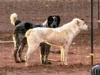 Jazmin, a female Central Asian Shepherd for sale in Ash Fork, AZ – Photo 5 of 8