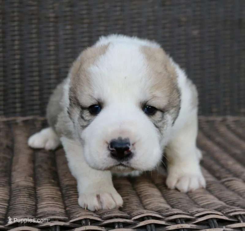 Jazmin – Central Asian Shepherd puppy for sale in Ash Fork, AZ