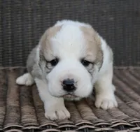 Jazmin, a female Central Asian Shepherd for sale in Ash Fork, AZ – Photo 1 of 8