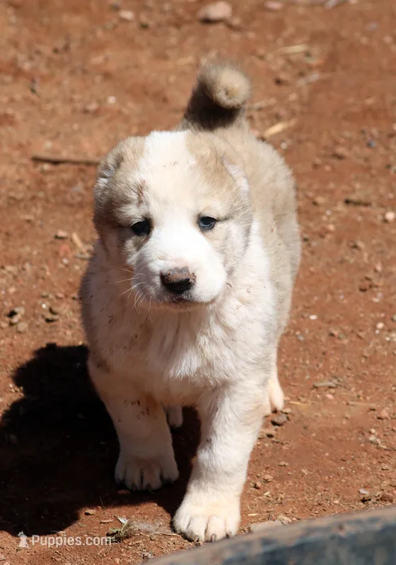 Jazmin – Central Asian Shepherd puppy for sale in Ash Fork, AZ