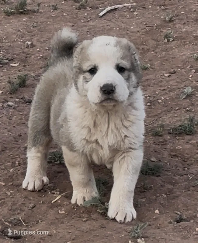 Jazmin – Central Asian Shepherd puppy for sale in Ash Fork, AZ