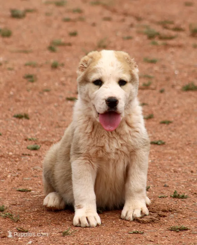 Jazmin – Central Asian Shepherd puppy for sale in Ash Fork, AZ