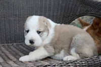 Jazmin, a female Central Asian Shepherd for sale in Ash Fork, AZ – Photo 2 of 8
