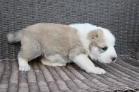 Jazmin, a female Central Asian Shepherd for sale in Ash Fork, AZ – Photo 3 of 8