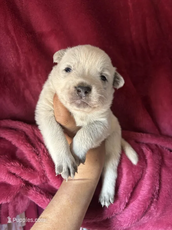 Kelso – Australian Cattle Dog puppy for sale in Ash Fork, AZ