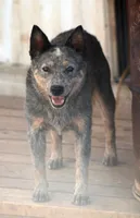 Kelso, a male Australian Cattle Dog for sale in Ash Fork, AZ – 4 of 5
