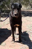 Lada, a female Central Asian Shepherd for sale in Ash Fork, AZ – 3 of 6