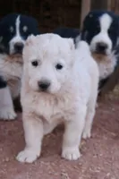 Basara - TEXT TO INQUIRE , a female Central Asian Shepherd for sale in Ash Fork, AZ – Photo 2 of 2