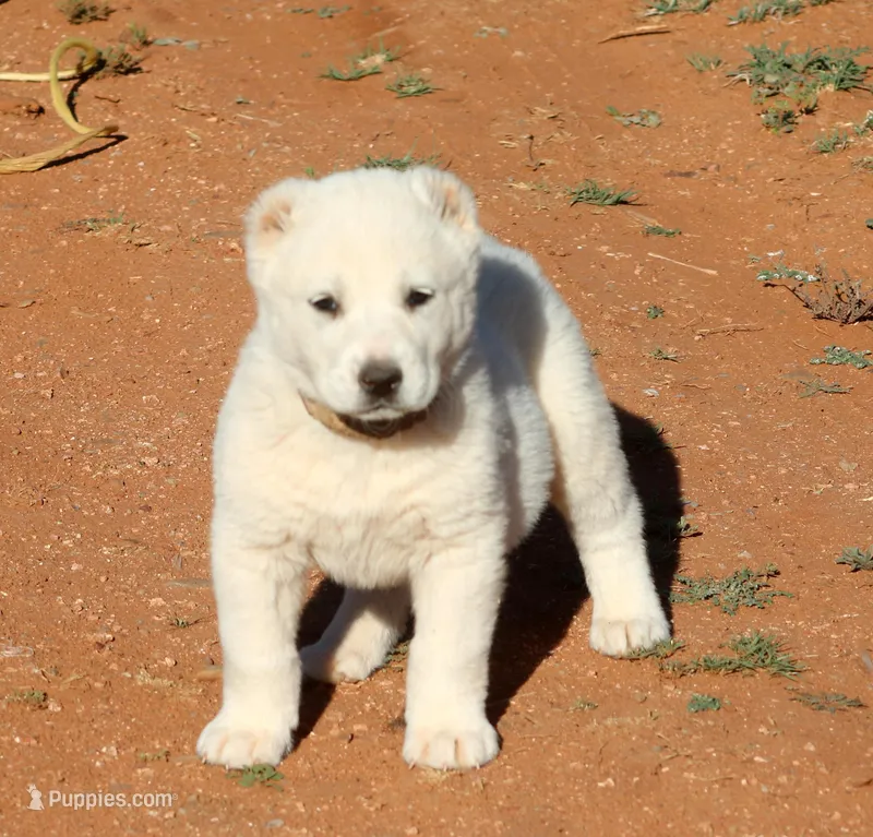 Basara - TEXT TO INQUIRE  – Central Asian Shepherd puppy for sale in Ash Fork, AZ