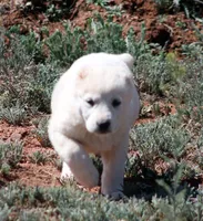Basara - TEXT TO INQUIRE , a female Central Asian Shepherd for sale in Ash Fork, AZ – 5 of 7