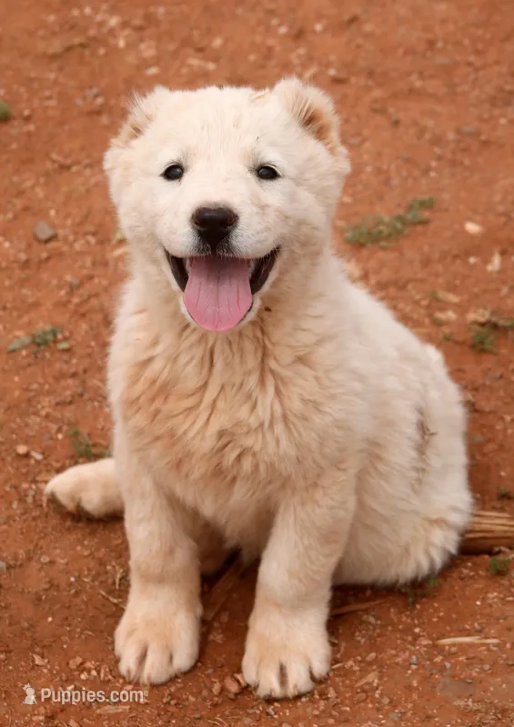 Basara - TEXT TO INQUIRE  – Central Asian Shepherd puppy for sale in Ash Fork, AZ
