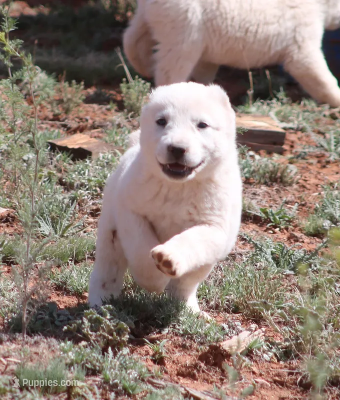 Basara - TEXT TO INQUIRE  – Central Asian Shepherd puppy for sale in Ash Fork, AZ