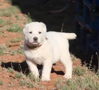 Basara - TEXT TO INQUIRE , a female Central Asian Shepherd for sale in Ash Fork, AZ – 3 of 7