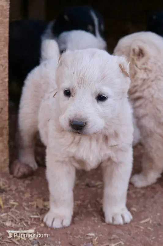 Basara - TEXT TO INQUIRE  – Central Asian Shepherd puppy for sale in Ash Fork, AZ