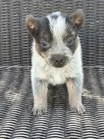 Lorne, a male Australian Cattle Dog for sale in Ash Fork, AZ – 3 of 4