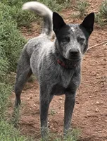 Mickey, a male Australian Cattle Dog for sale in Ash Fork, AZ – 3 of 3