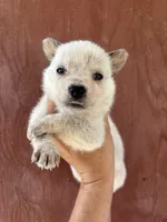 Nova AKC Red Female, a female Australian Cattle Dog for sale in Ash Fork, AZ – 1 of 3